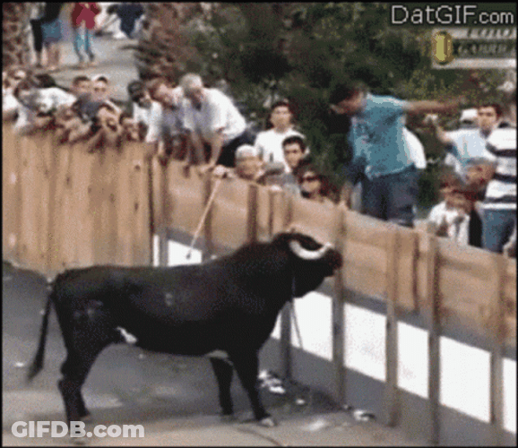 Spanish Fighting Bull Attack A Man GIF