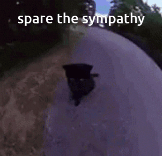 Spare The Sympathy Cat GIF