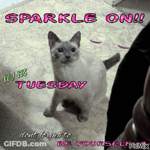 Sparkle On Tuesday Cat GIF