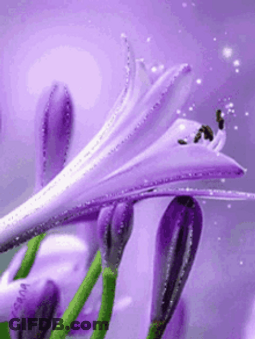 Sparkling And Blooming African Lily Flower GIF