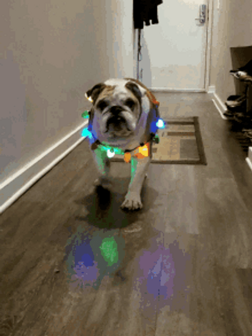 Sparkling Lights Necklace Bulldog GIF