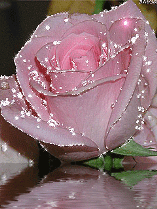 Sparkling Pink Rose Flower GIF