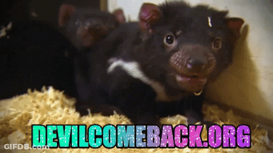 Sparkly Text Tasmanian Devil GIF