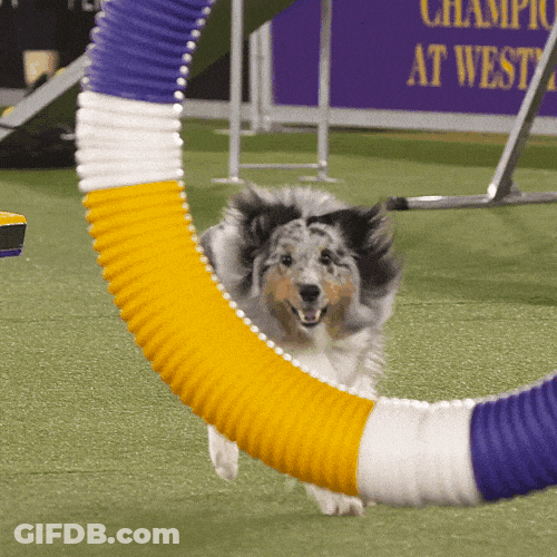 Sped Agility Competition Amazing Dog GIF