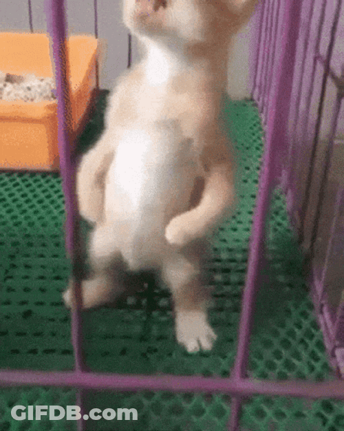 Sped Frantic Kitten Standing Upright GIF