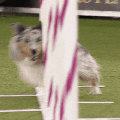 Sped Up Agility Skill Amazing Dog GIF