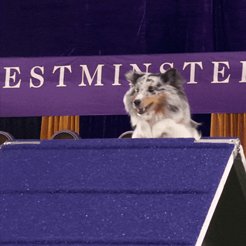 Sped Up Jumps Agility Competition GIF