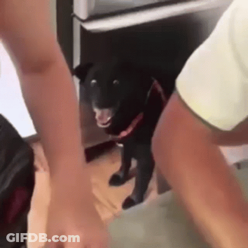 Speechless Dog Freaking Out GIF