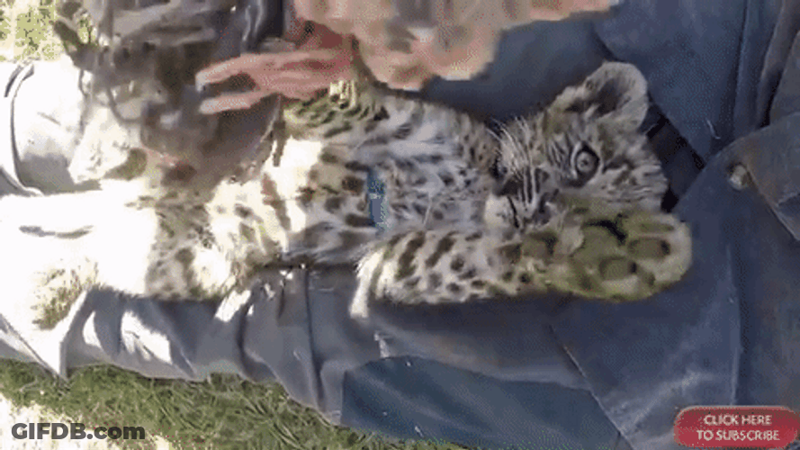 Speechless Over The Cub's Cuteness GIF