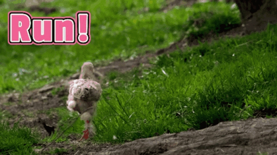 Speed Chicken Run GIF