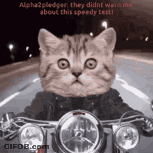 Speed Test Scared Cat Motorbike Night Ride GIF