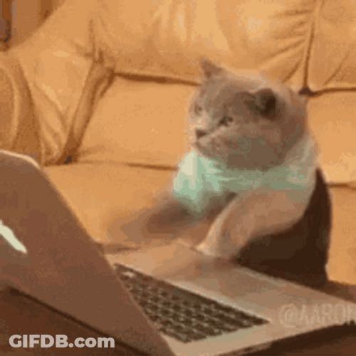 Speed Typing Cat Laptop Hardworking GIF