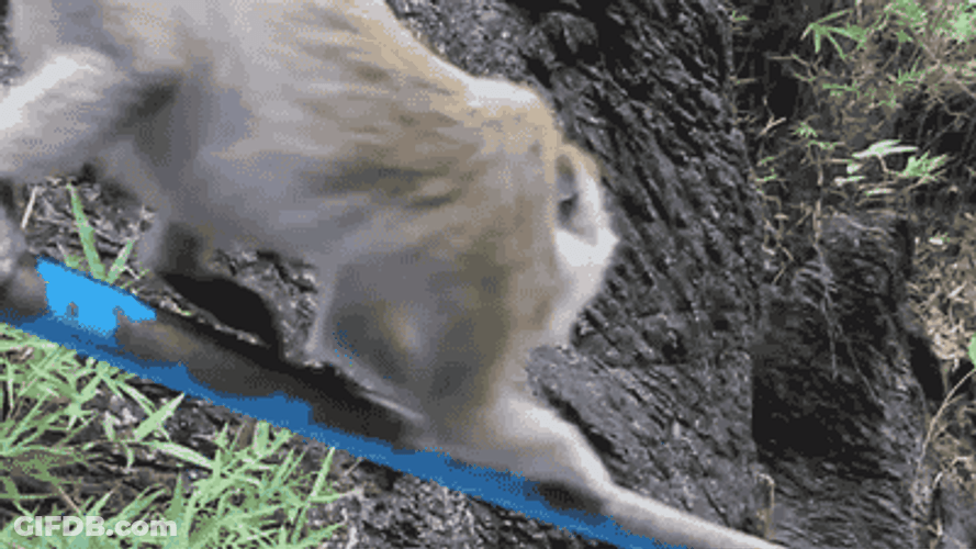 Speed Up Monkey Railing Slide GIF