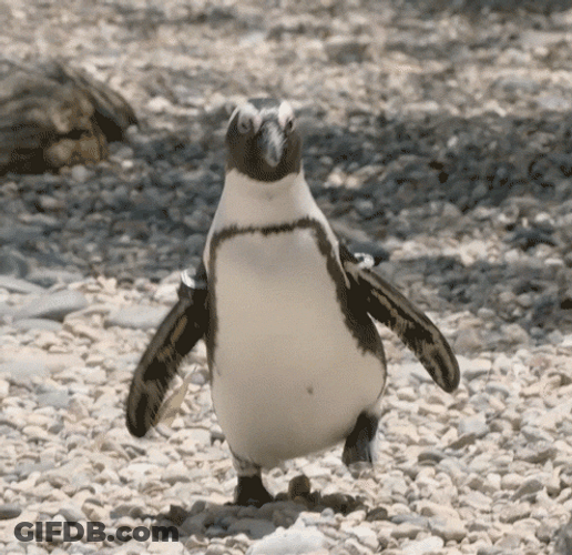 Speed Up Penguin Beach Waddle GIF