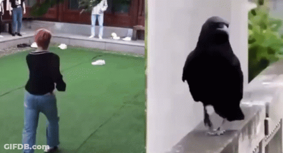 Speed Walking Crows GIF
