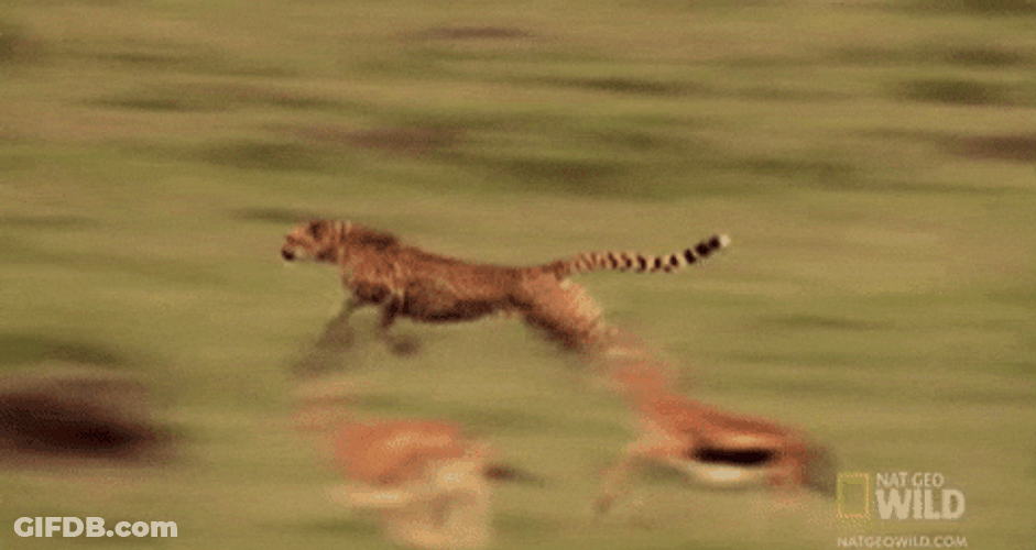 Speeding Cheetah And Gazelles GIF