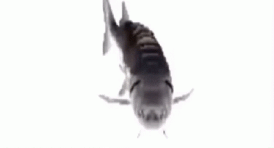 Speedy Spinning Gray Fish GIF