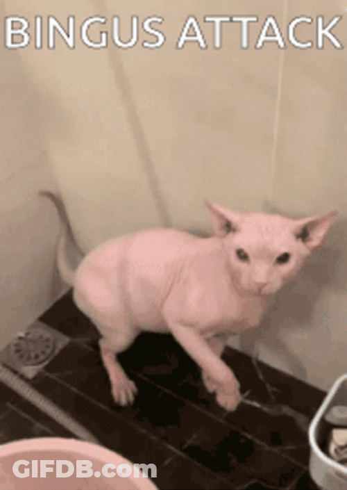 Sphynx Cat Bingus Attack GIF