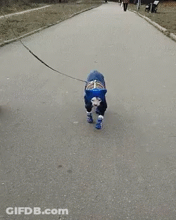 Sphynx Cat Sphinx GIF