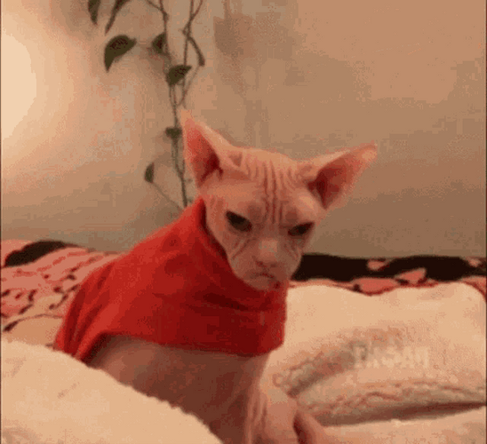 Sphynx Grumpy Cat GIF
