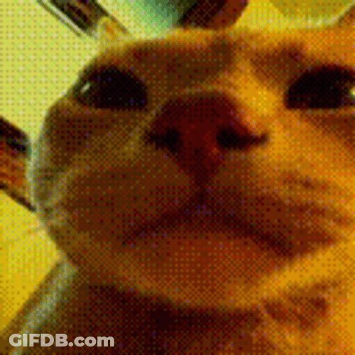 Sphynx Party Cat GIF
