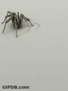 Spider GIF