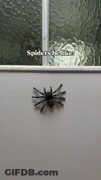 Spider Be Like GIF