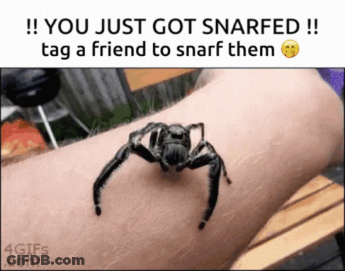 Spider Crawling On Arm You Just Got Snarfed GIF