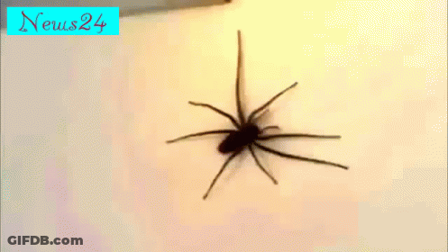 Spider Crawling On Wall With News24 Logo GIF