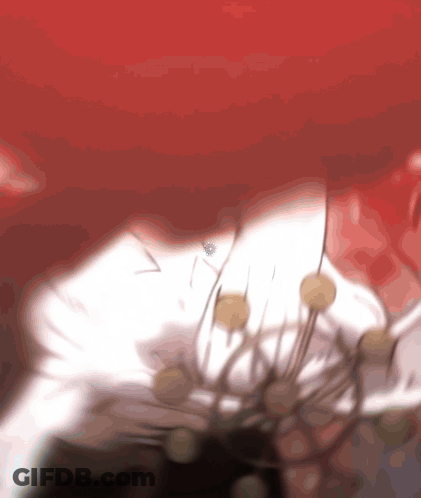 Spider Crawling On White Flower Red Background GIF