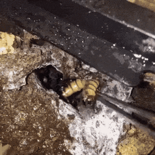 Spider Eating Worm GIF