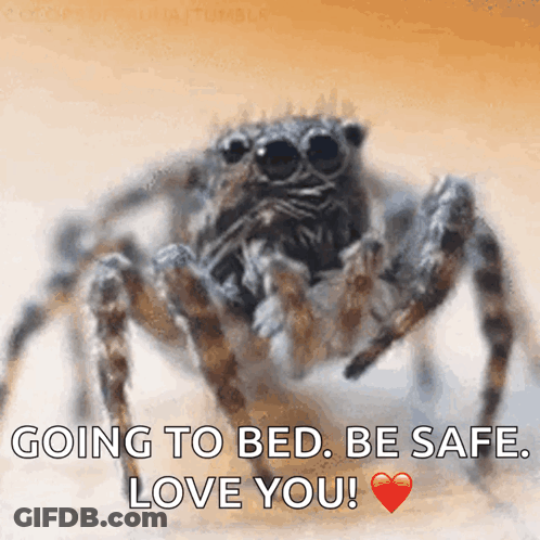 Spider Going To Bed Be Safe Love You GIF