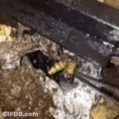 Spider Jumpscare Angry GIF