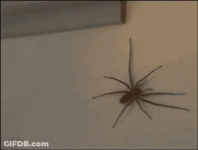 Spider Jumpscare Attacking Hand GIF
