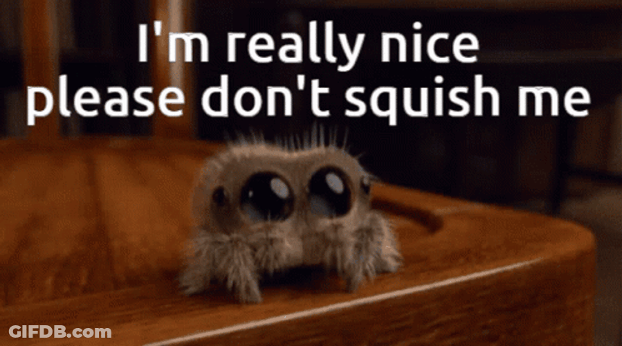 Spider Jumpscare Don't Squish Me I'm Really Nice GIF