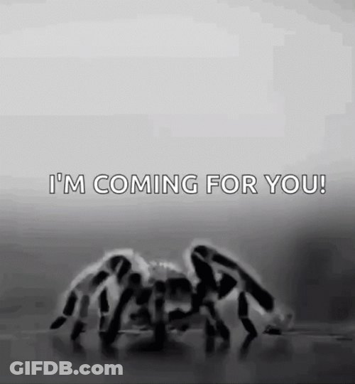 Spider Jumpscare I'm Coming For You GIF