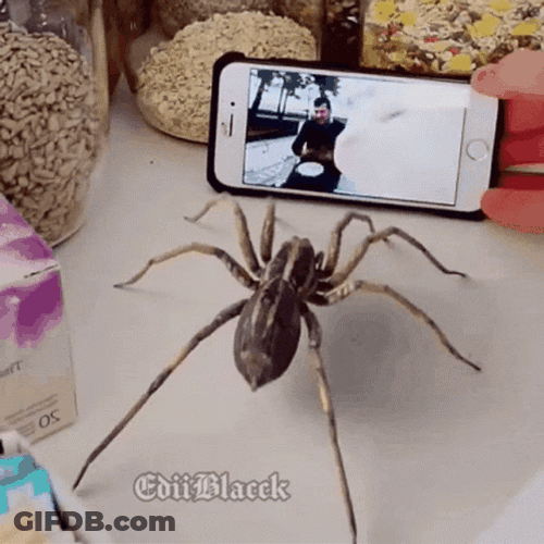 Spider Jumpscare Screen Time GIF