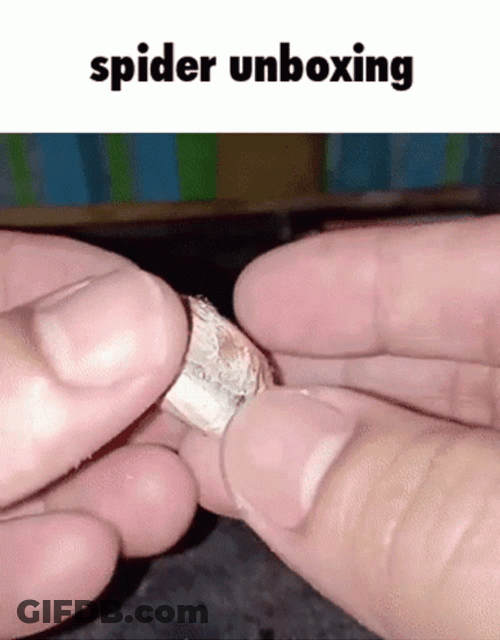 Spider Jumpscare Unboxing GIF