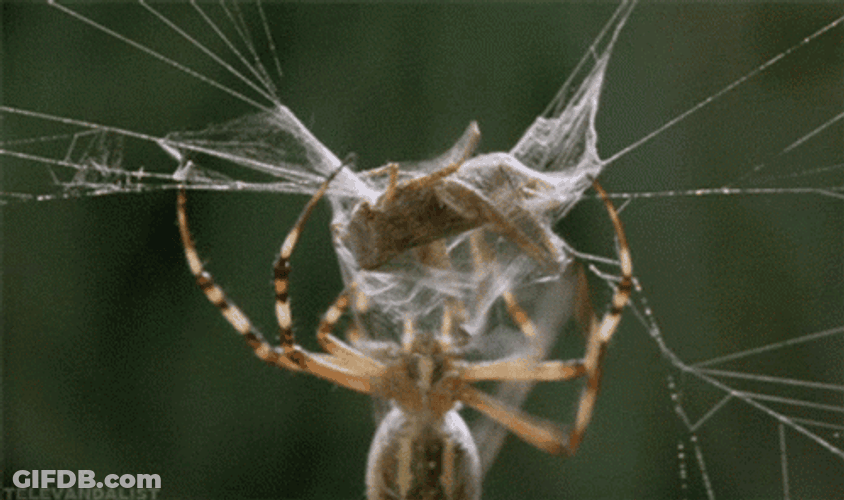 Spider Jumpscare Wrapping GIF