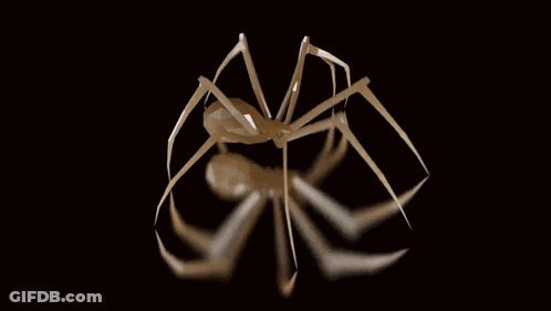 Spider On Black Background With White Lines GIF