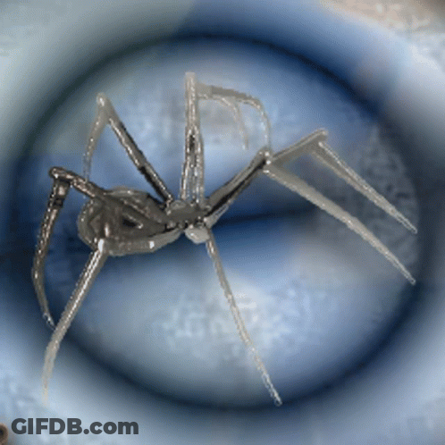Spider On Blue Surface GIF