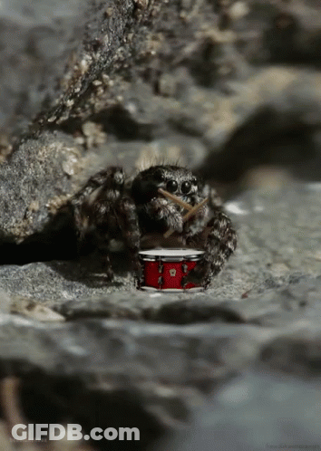 Spider On Red Drum On Rocky Surface GIF