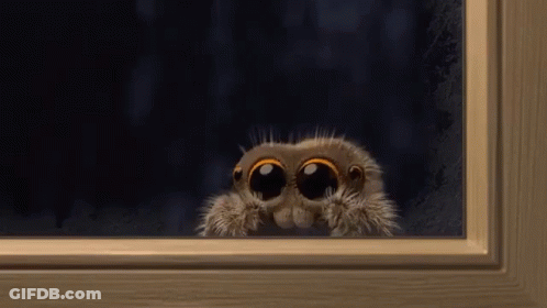 Spider Peeking Out Window GIF