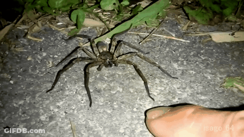 Spider Sitting Next To Finger With Date 04 GIF