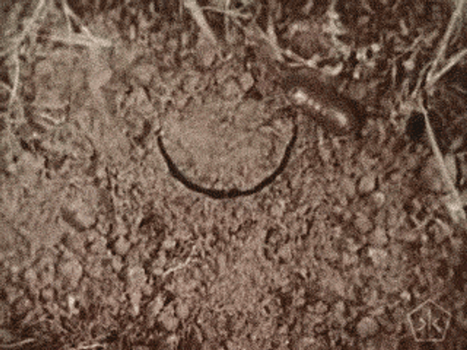 Spider Taking The Insect GIF