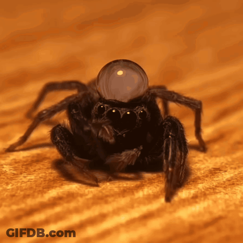 Spider With Bubble On Head GIF