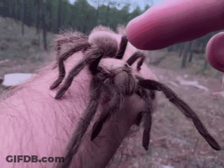 Spider With Going To Bed Be Safe Love You GIF