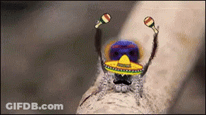 Spider With Sombrero And Maracas GIF