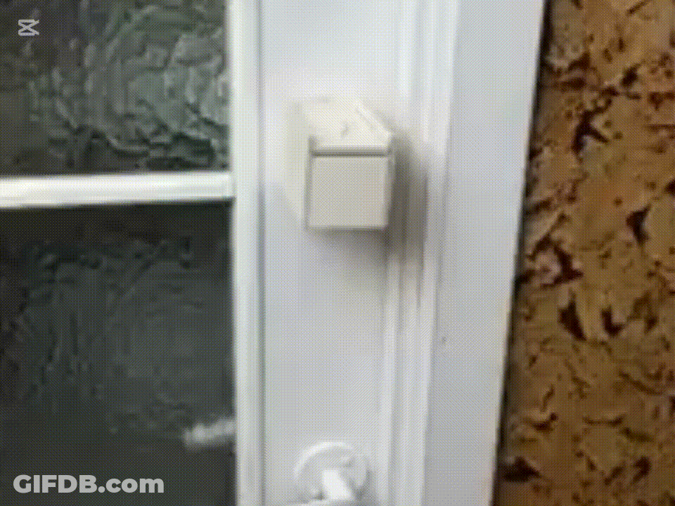 Spiders Jumping And Dropping GIF