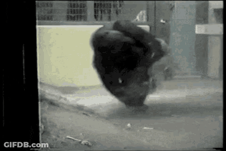 Spin Gorilla Twirling Dancing Breakdance GIF
